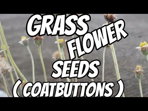 Wildflowers Growing By The Side Of A Road||Beautiful Tiny Aconites Wildflowers#beautyofnature 