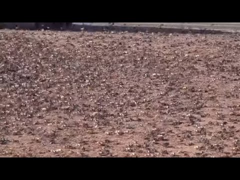 Nevada confronts invasion of blood-red crickets