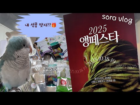 [Sora vlog Ep.23 | 일상🐦] 앵페스타에서 텅장된 하루💸 + 3개월 전 소라의 생일🎂