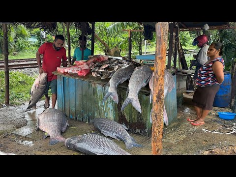60kg Monster Catla Fish Caught from the Flooded River| Villagers Run Through the Rain toBuy It Fresh