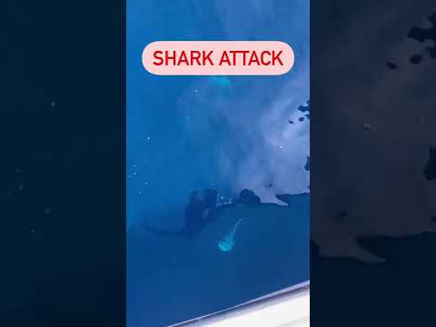 SHARK ATTACKS OUR FISH 😱 #fishing #shorts #saltwaterfishing #ocean #pets