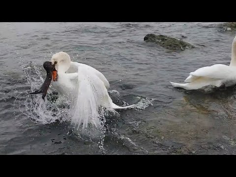 НОРКА В ДЕЛЕ! Маленькая хищница, которая нападает на лебедей, охотится на змей и ныряет за рыбой!