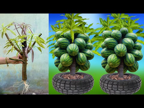 Great technique for growing mangoes with watermelon stimulates super fast fruit production