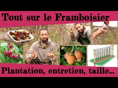 Tout sur le framboisier.  Taille, plantation, entretien, histoire...