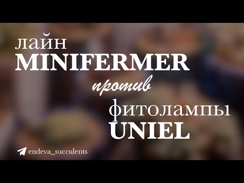 Какие лампы лучше выбрать для суккулентов? Сравнение ламп Minifermer и Uniel
