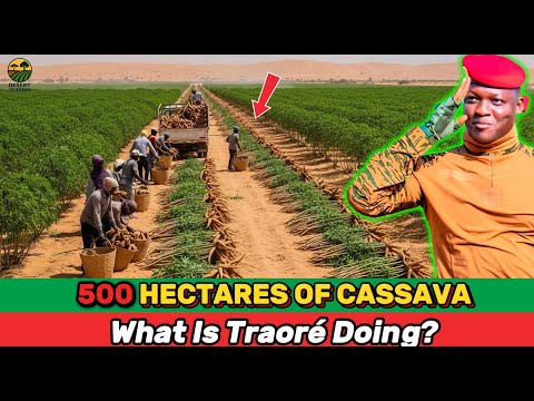 What’s REALLY Behind Burkina Faso’s Plan to Plant 500 Hectares of Cassava in the Sahel Desert?