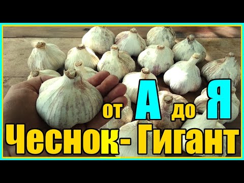 ХОТИТЕ ВЫРАСТИТЬ ГИГАНТСКИЙ ЧЕСНОК ДЕЛАЙТЕ ТАК! / ПОЛНАЯ ПОЭТАПНАЯ ТЕХНОЛОГИЯ ВЫРАЩИВАНИЯ  ЧЕСНОКА