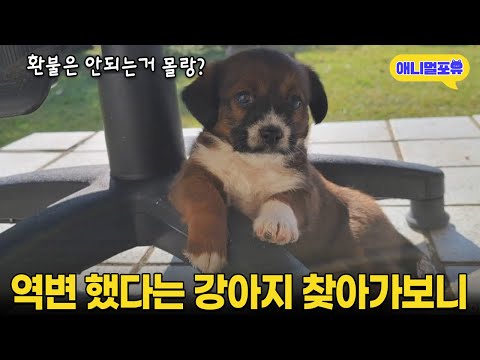 어릴 때 참 예뻤는데 갑자기 역변(?)했다는 강아지 찾아갔더니 I KBS 동물극장 단짝 221119 방송