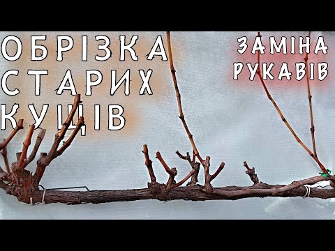 Обрізка СТАРИХ та ДОРОСЛИХ кущів. ЗАМІНА рукавів та ОМОЛОДЖЕННЯ куща. Стандартна обрізка на УРОЖАЙ