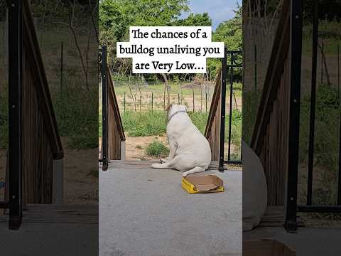 The chances of an american bulldog unaliving you are very low, but never zero. Just kidding. #dog