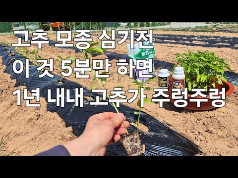 고추 모종 심기전 이 것 5분만 했을뿐인데... 1년동안 고추가 주렁주렁~ 고추 심는방법 Tip 5가지.