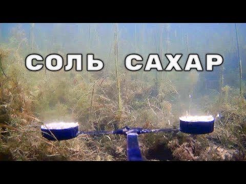 Как Рыба реагирует на Соль и Сахар? Подводная съемка