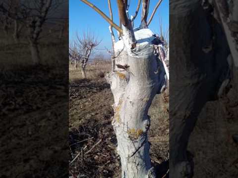 Realtoirea nucului sub coaja la Pepiniera Voinesti