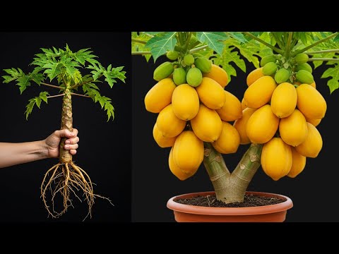 How to Grow  Papaya Tree / New Method to Grow Papaya From Cutting Success 100%
