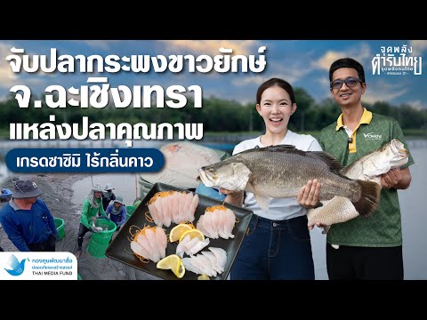 สื่อสร้างสรรค์ EP.8 | พารู้จักปลากะพงยักษ์!! ขาวผ่องฟาร์ม ฉะเชิงเทรา