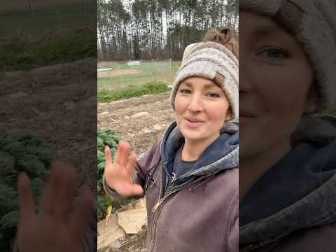 Don’t Miss This LAST STEP Before Winter! #wintergardenprep #growyourownfood