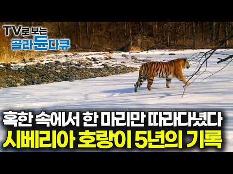 5 Years in the Wild: Tracking the Secret Life of the Siberian Tiger in Narva River Basin #PICKDOCU