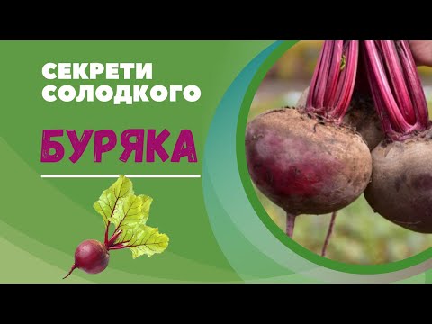Як виростити столовий буряк: тонкощі агротехніки та секрет солодкості