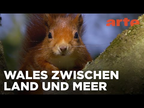 Entlang des Wassers | Wales | ARTE Family