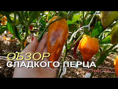 Обзор СЛАДКОГО ПЕРЦА урожая 2024 года! 2 часть. Советы от ЗЕЛЕНОГО ОГОРОДА!