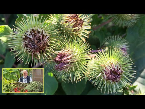 TOUT SUR LA BARDANE, LA PLANTE QUI A INSPIRÉ LA CRÉATION DU VELCRO. (Le Quotidien du Jardin N° 526)