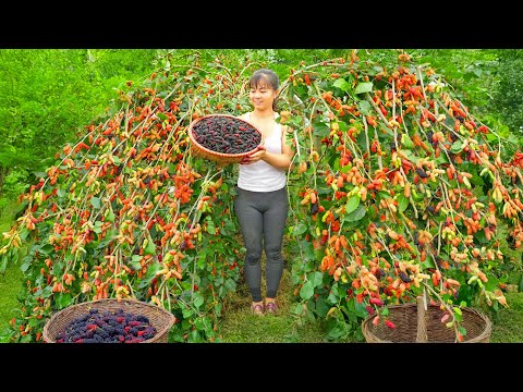 Harvesting Sour Strawberries to Sell at the Market – Homemade Strawberry Syrup | Phuong Harvest Life