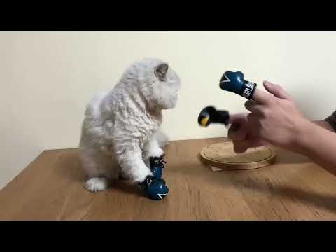Funny Cats and Dogs Compilation 🐱🐶 2026 | You Will Laugh Non-Stop