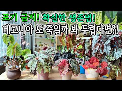 이것만 알았더라면! 베고니아 예쁘고 쉽게 키울 수 있어요! 6가지 성장 비결 총정리 / 베고니아 흙 배합부터 물 주기, 200% 성공하는 잎꽂이 팁 목베고니아 웃자람 원인과 해결법