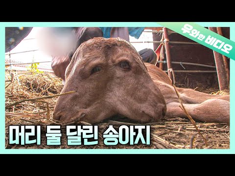 머리가 두 개인 채로 태어난 송아지, 삼순이 | A Heartaching Story of a Calf with Two Heads