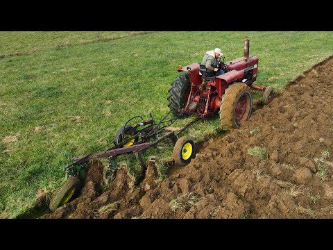 Bringing the Cattle in for Winter and Plowing with the Farmall 756