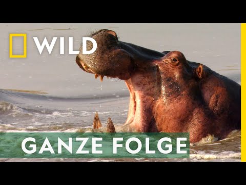 Klauen und Zähne - Ganze Folge | Afrikas tödlichste Jäger