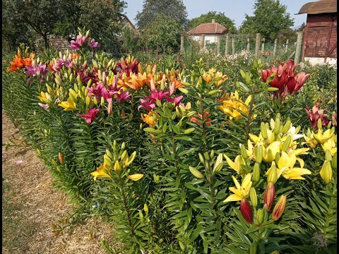 Lily Collection S02E17 - Early mid-season lilies, Asiatics, LAs, early Trumpets [4K]