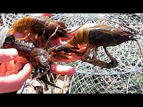 КОГДА НАЧИНАЕТСЯ ЖОР У РАКА. ВЕСЕННЯЯ ЛОВЛЯ РАКОВ на РАКОЛОВКИ. РАЗНЫЕ ПРИМАНКИ НА РАКА.