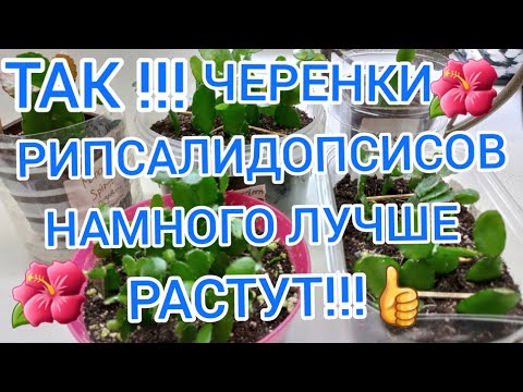 ТАК ЧЕРЕНКИ РИПСАЛИДОПСИСОВ И ШЛЮМБЕРГЕР РАСТУТ НАМНОГО ЛУЧШЕ И БЫСТРЕЕ !!!