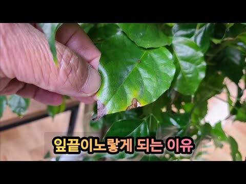 화초잎 끝이, 노랗거나 갈색으로 되는 이유