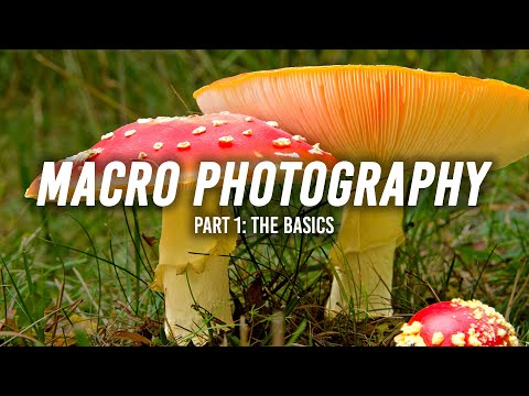 Macro Photography | Part 1: The Basics