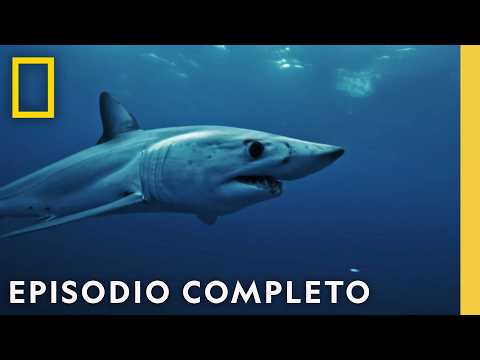 Enfrentamiento en el Océano: Tiburones vs. Atún | Nat Geo en Español