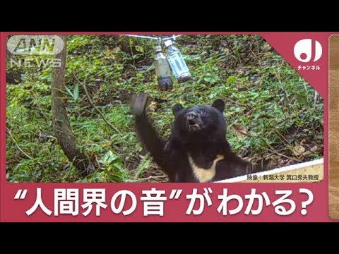 “急増”アーバンベア驚き実態！人間の音を“聞き分け”【スーパーJチャンネル】(2023年11月14日)