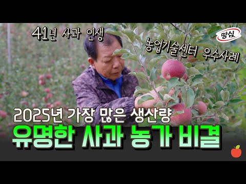 사과 전문가 41년차가 말하는 올해 농사가 풍년인 비결🍎