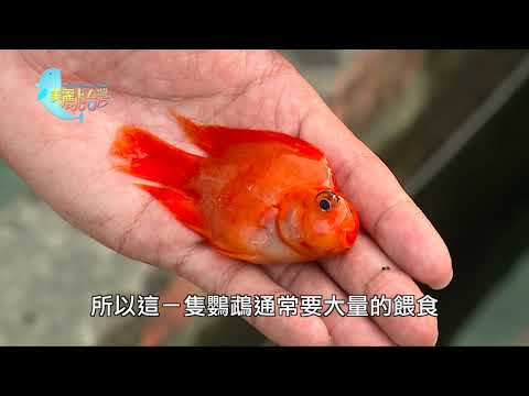 【台南仁德】兄弟攜手打拼 精品慈鯛暢銷海外 | 用心的產業 | 312 | #美麗心台灣