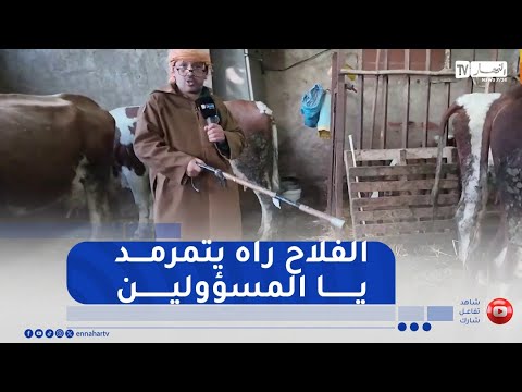 النوي في الفيرمة.."تربية البقر ماشي ساهلة"