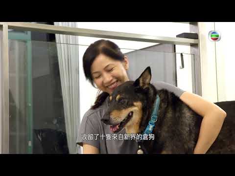 星期日檔案 - 家有犬兒