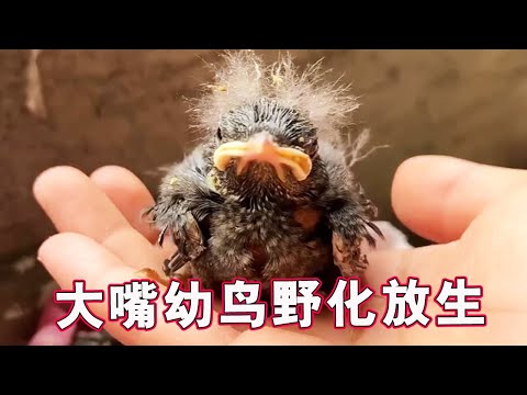 The baby bird rescued from the excavator looks so cute when it is fried.