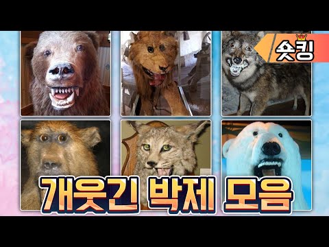[풀영상] 너무 망해버려서 개웃긴 박제 모음ㅋㅋㅋ - [숏킹]