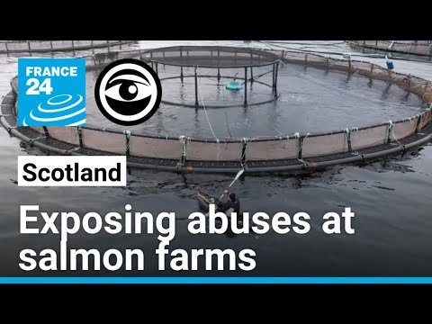 Meet the ‘kayak vigilante’ fighting the Scottish salmon farming industry • The Observers