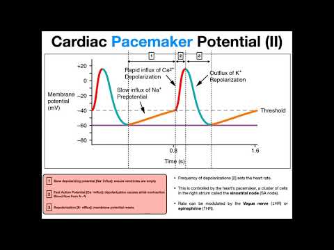 The Pacemaker Potential EXPLAINED