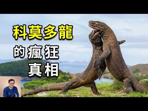 科莫多龍到底有多強大？能捕獵大象，可孤雌生殖，世界上最大的蜥蜴，真實存在的侏羅紀公園！【老肉雜談】