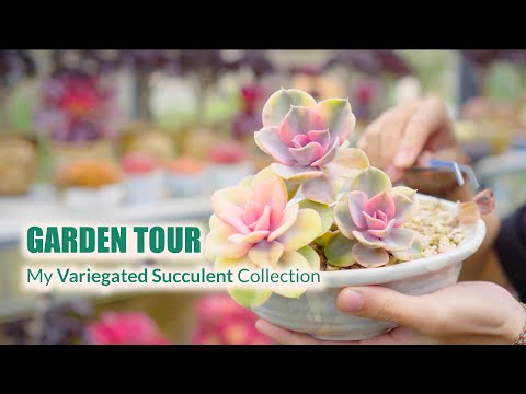 My Variegated Succulent Collection (with ID) - Garden Tour EP4 | 9 Years Living with Succulents