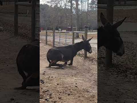 Longest EARS on a donkey 🫏