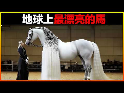 最新發現！史上最奇怪的馬，奇怪模樣宛如外星生物，天神的戰馬？18種你從未見過的馬，每一個都異常漂亮｜#世界之最top #世界之最 #冷知識 #腦洞大開 #top10  #地球之最 #排名